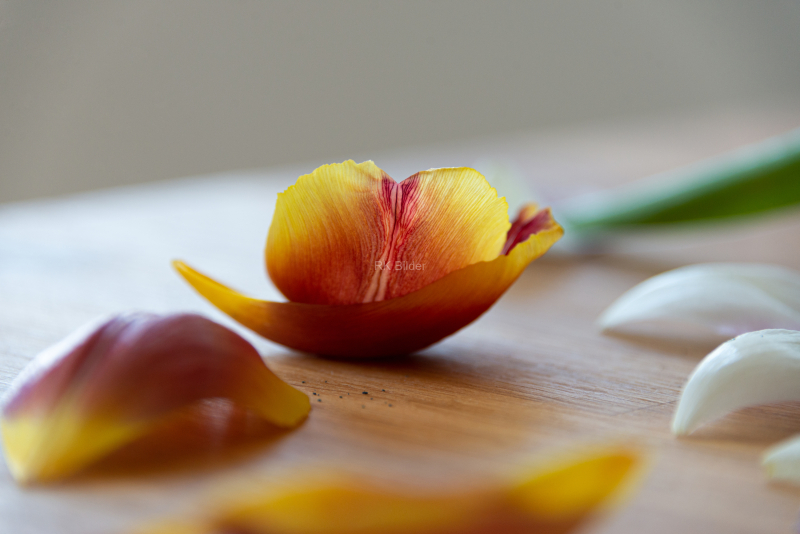 RK-Tulip-1