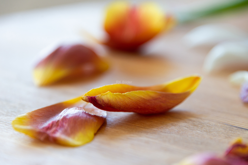 RK-Tulip-2