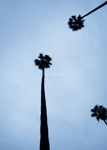 venice-beach-blue-50x70
