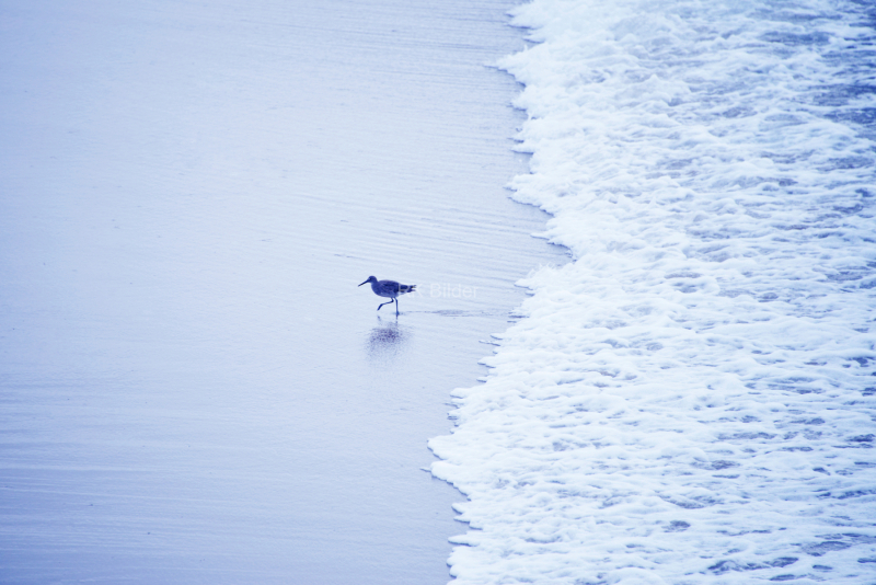 venice-beach-blue-blue-1