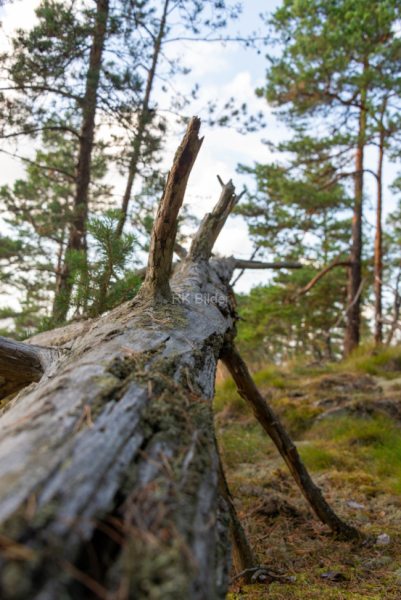 RK-4973